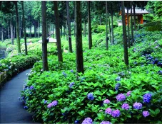三室戸寺 あじさい園